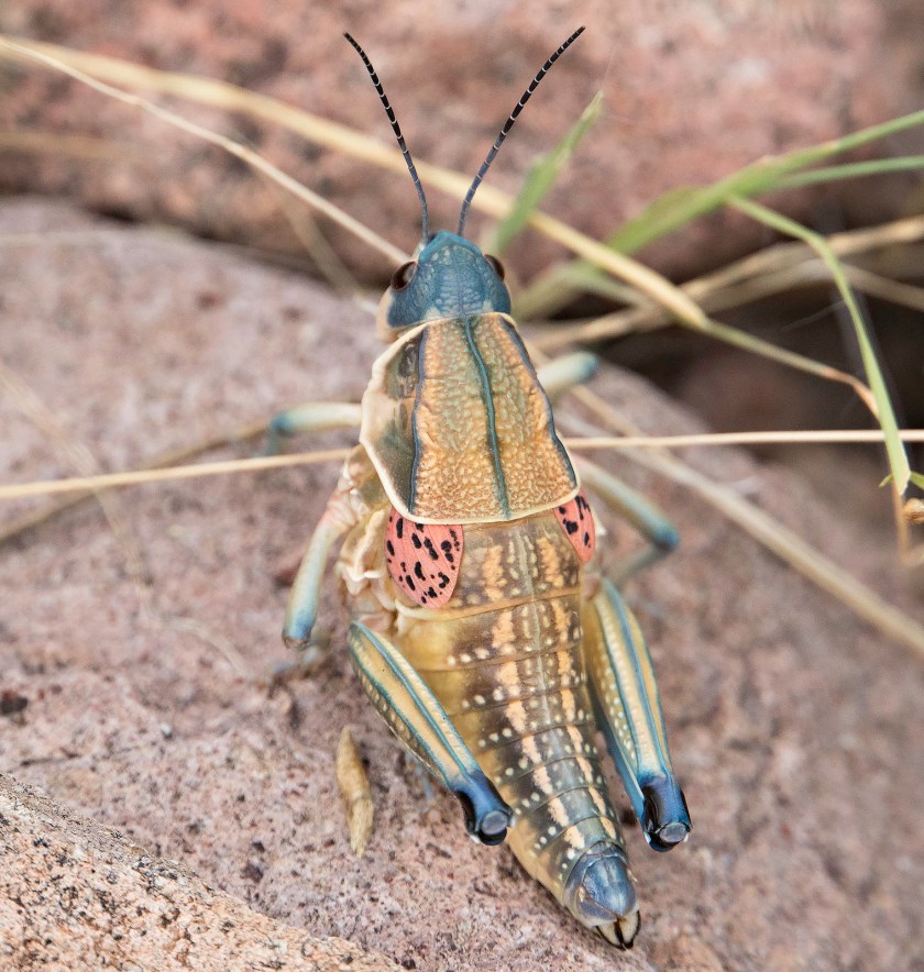 GRASSHOPPER_DSC1234
